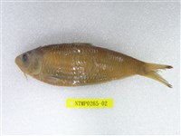 藏品(黑尾小砂(魚丁))的圖片